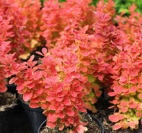 Dřišťál Thunbergův 'Desperados' - Berberis thunbergii 'Desperados'