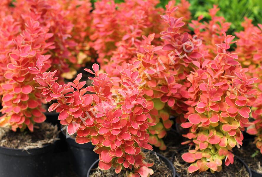 Dřišťál Thunbergův 'Desperados' - Berberis thunbergii 'Desperados'