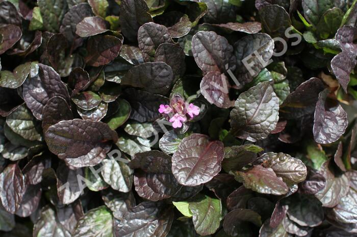 Zběhovec plazivý 'Midnight Mystery' - Ajuga reptans 'Midnight Mystery'
