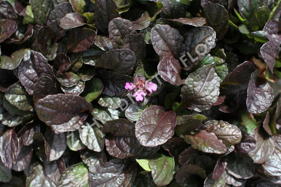 Zběhovec plazivý 'Midnight Mystery' - Ajuga reptans 'Midnight Mystery'