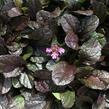 Zběhovec plazivý 'Midnight Mystery' - Ajuga reptans 'Midnight Mystery'