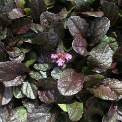 Zběhovec plazivý 'Midnight Mystery' - Ajuga reptans 'Midnight Mystery'