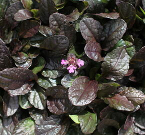 Zběhovec plazivý 'Midnight Mystery' - Ajuga reptans 'Midnight Mystery'