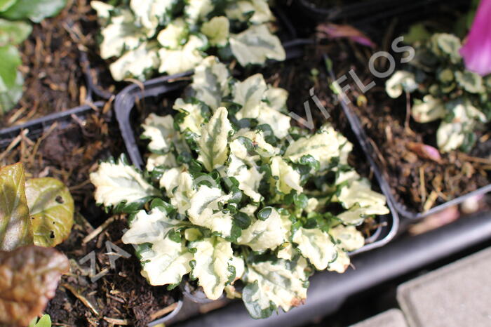 Zběhovec plazivý 'Princess Leia' - Ajuga reptans 'Princess Leia'