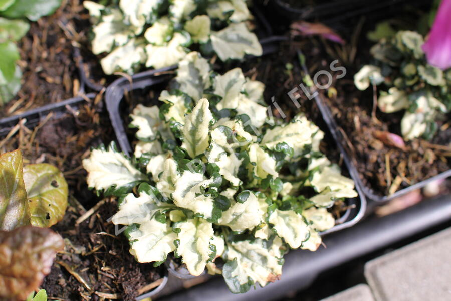 Zběhovec plazivý 'Princess Leia' - Ajuga reptans 'Princess Leia'