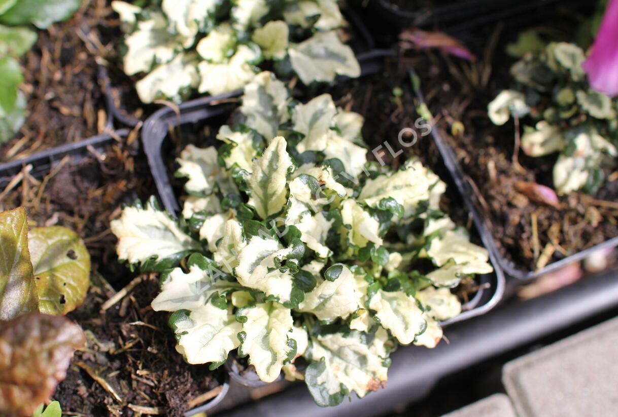 Zběhovec plazivý 'Princess Leia' - Ajuga reptans 'Princess Leia'