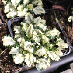 Zběhovec plazivý 'Princess Leia' - Ajuga reptans 'Princess Leia'