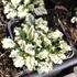 Ajuga reptans 'Princess Leia'.JPG