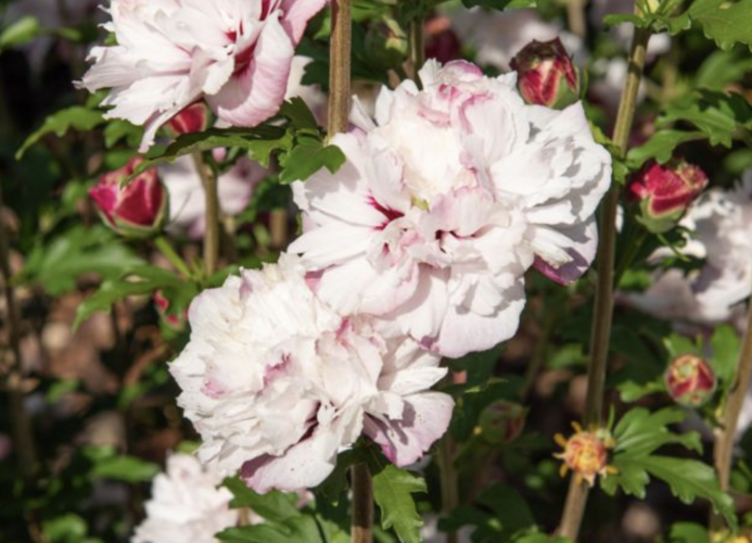 Ibišek syrský 'French cabaret Pastel' - Hibiscus syriacus 'French cabaret Pastel'