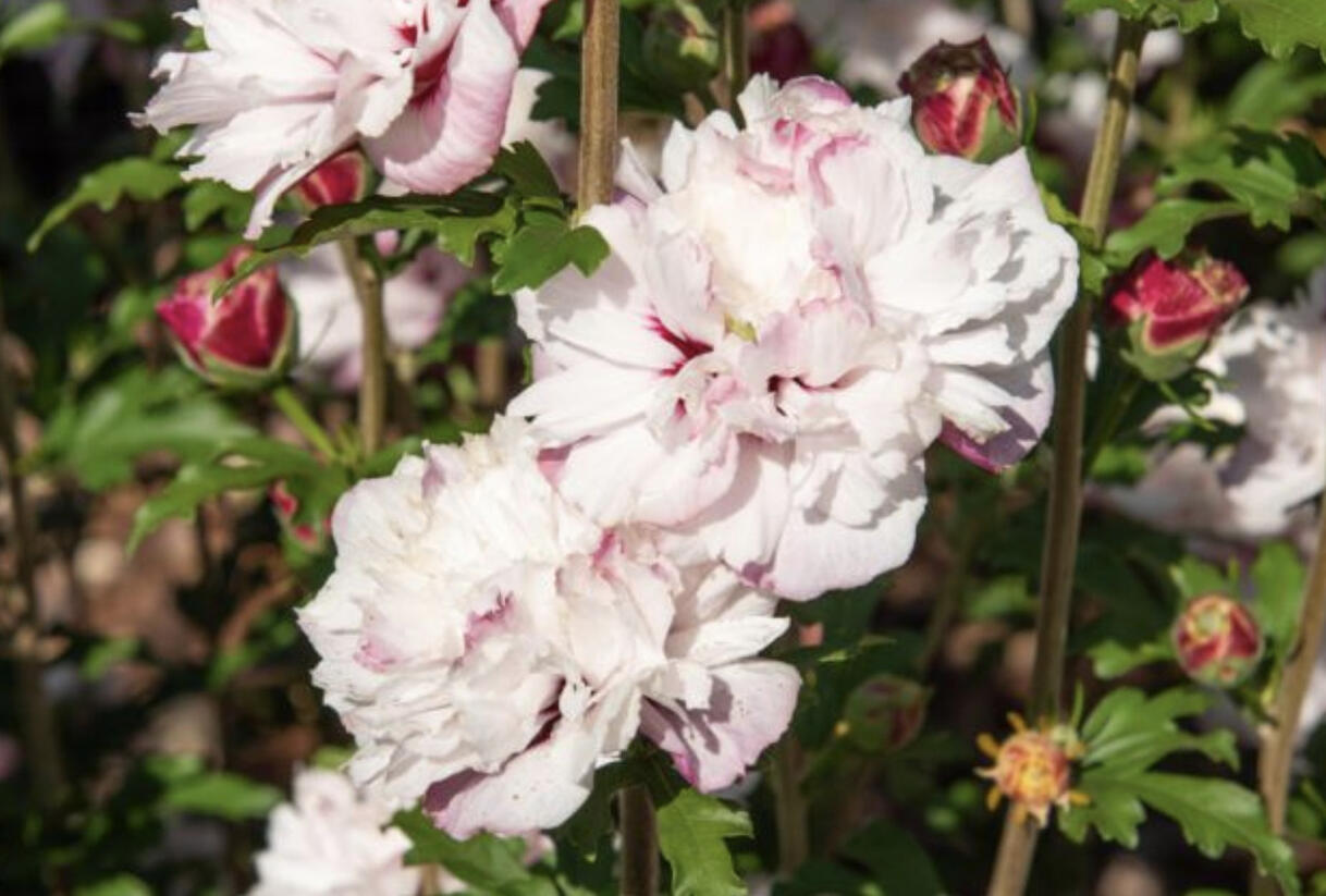 Ibišek syrský 'French cabaret Pastel' - Hibiscus syriacus 'French cabaret Pastel'
