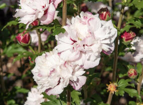 Ibišek syrský 'French cabaret Pastel' - Hibiscus syriacus 'French cabaret Pastel'