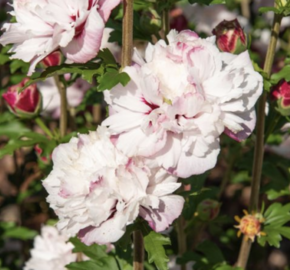 Ibišek syrský 'French cabaret Pastel' - Hibiscus syriacus 'French cabaret Pastel'