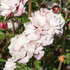 Hibiscus syriacus 'French cabaret Pastel'.png