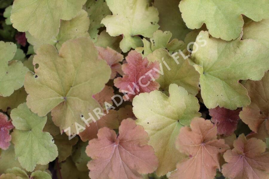 Dlužicha 'Caramel' - Heuchera hybrida 'Caramel'