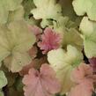 Dlužicha 'Caramel' - Heuchera hybrida 'Caramel'