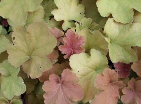 Dlužicha 'Caramel' - Heuchera hybrida 'Caramel'