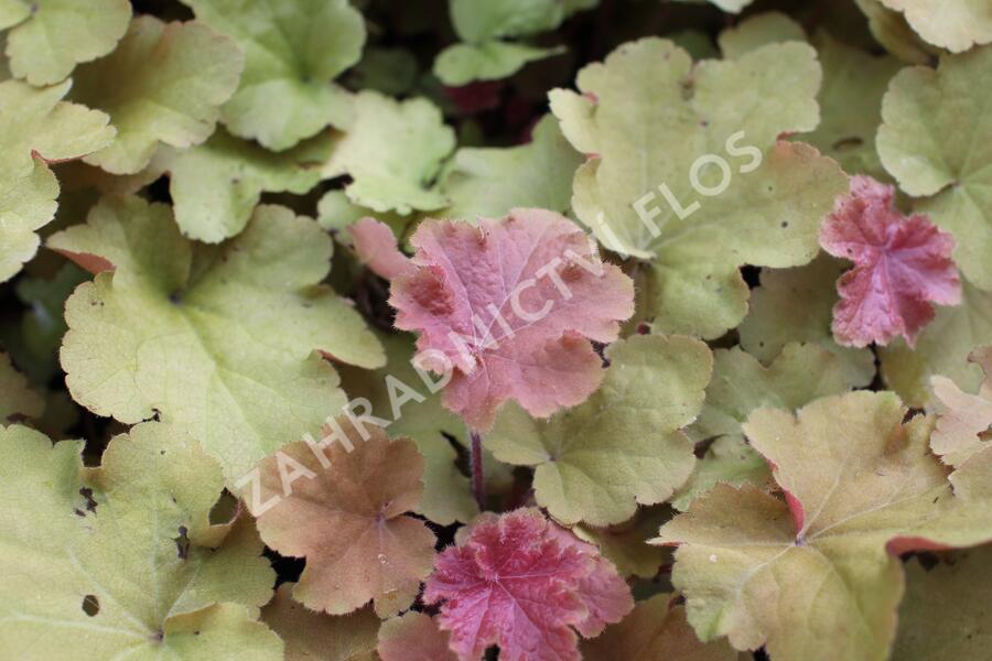 Dlužicha 'Caramel' - Heuchera hybrida 'Caramel'