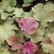 Dlužicha 'Caramel' - Heuchera hybrida 'Caramel'