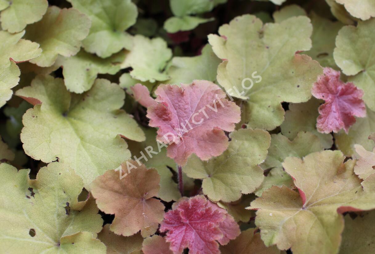 Dlužicha 'Caramel' - Heuchera hybrida 'Caramel'