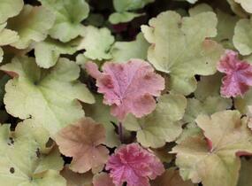 Dlužicha 'Caramel' - Heuchera hybrida 'Caramel'