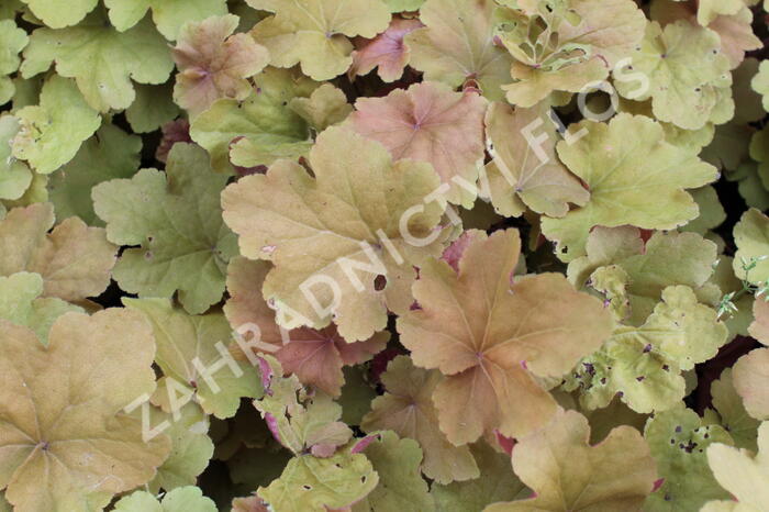 Dlužicha 'Caramel' - Heuchera hybrida 'Caramel'