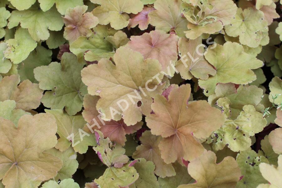 Dlužicha 'Caramel' - Heuchera hybrida 'Caramel'