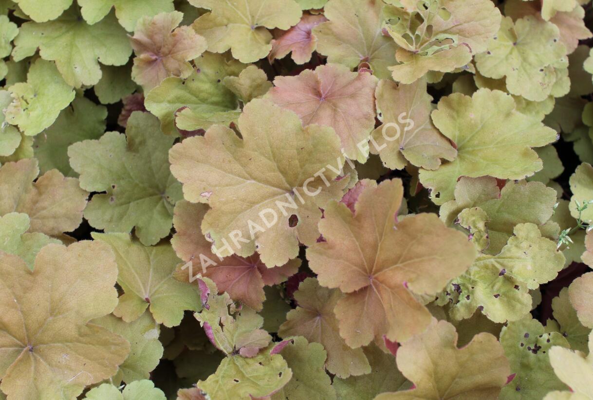 Dlužicha 'Caramel' - Heuchera hybrida 'Caramel'
