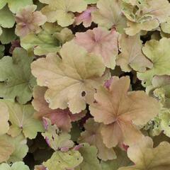Dlužicha 'Caramel' - Heuchera hybrida 'Caramel'