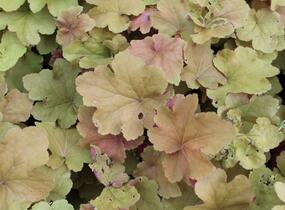 Dlužicha 'Caramel' - Heuchera hybrida 'Caramel'