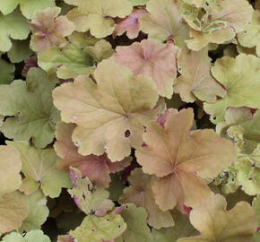 Dlužicha 'Caramel' - Heuchera hybrida 'Caramel'