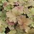 Heuchera hybrida 'Caramel'.JPG