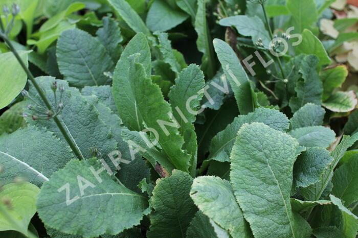Prvosenka patrovitá - Primula beesiana