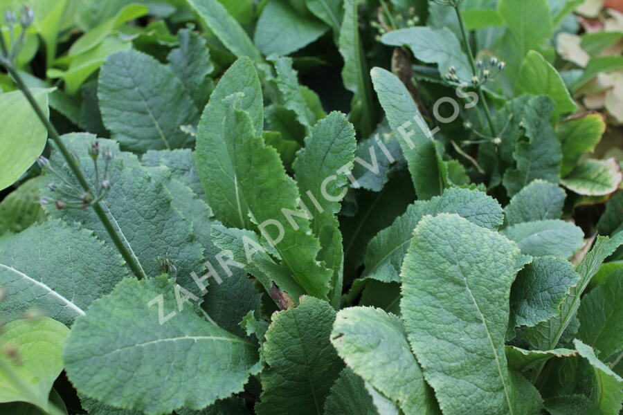 Prvosenka patrovitá - Primula beesiana