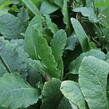 Prvosenka patrovitá - Primula beesiana