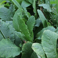 Prvosenka patrovitá - Primula beesiana