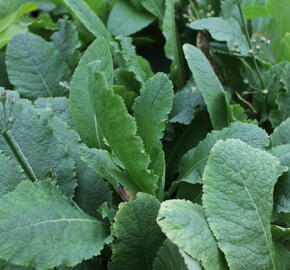 Prvosenka patrovitá - Primula beesiana