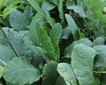 Prvosenka patrovitá