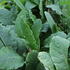 Primula beesiana_02.JPG
