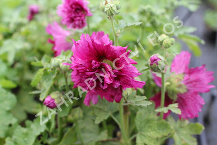 Topolovka růžová 'Spring Celebrities Purple' - Alcea rosea 'Spring Celebrities Purple'