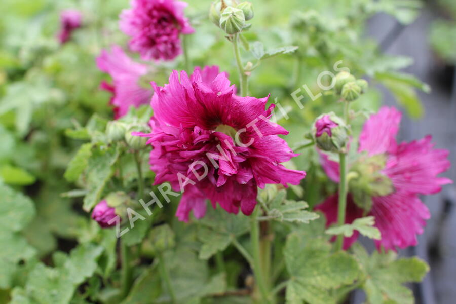 Topolovka růžová 'Spring Celebrities Purple' - Alcea rosea 'Spring Celebrities Purple'
