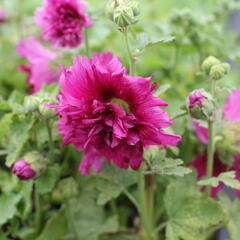 Topolovka růžová 'Spring Celebrities Purple' - Alcea rosea 'Spring Celebrities Purple'