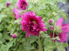 Topolovka růžová 'Spring Celebrities Purple' - Alcea rosea 'Spring Celebrities Purple'