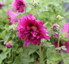 Topolovka růžová 'Spring Celebrities Purple' - Alcea rosea 'Spring Celebrities Purple'
