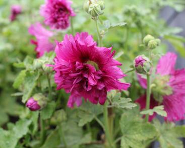 Topolovka růžová 'Spring Celebrities Purple'