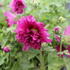 Alcea rosea 'Spring Celebrities Purple'_01.JPG