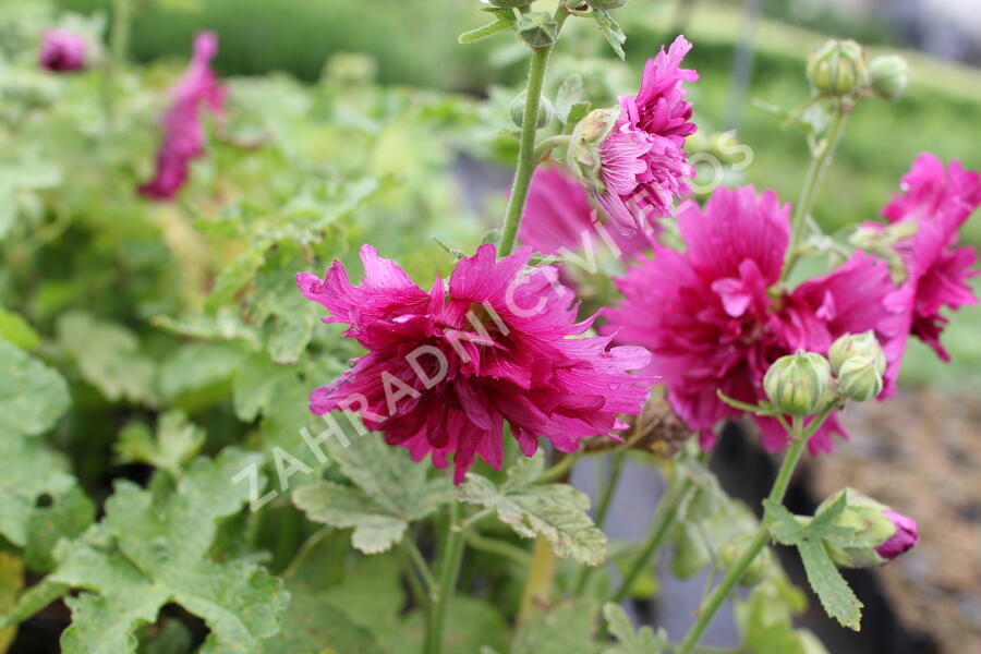 Topolovka růžová 'Spring Celebrities Purple' - Alcea rosea 'Spring Celebrities Purple'