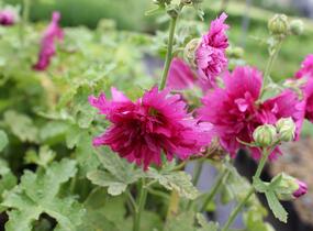 Topolovka růžová 'Spring Celebrities Purple' - Alcea rosea 'Spring Celebrities Purple'