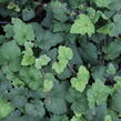 Mitrovnička srdcolistá 'Moorgruen' - Tiarella cordifolia 'Moorgruen'
