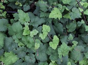 Mitrovnička srdcolistá 'Moorgruen' - Tiarella cordifolia 'Moorgruen'