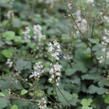 Mitrovnička srdcolistá 'Moorgruen' - Tiarella cordifolia 'Moorgruen'